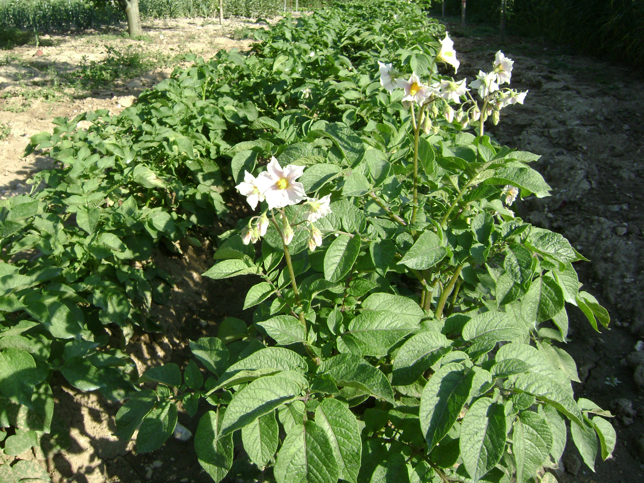 fiore della patata